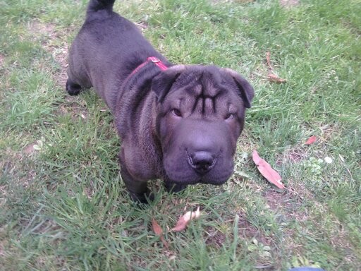 esta en el parke jugando con sus amigos,cuando de repente nos apetece acer una foto a nuestro perro duke